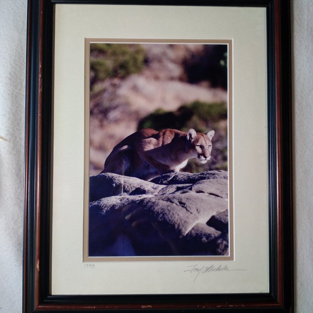 Mountain Lion Perched on Rocks Framed Wildlife Photograph Art 15"x18" Signed